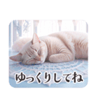 マンダラと幾何学模様の世界の猫ちゃん（個別スタンプ：22）