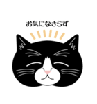 猫のサンパ（個別スタンプ：11）