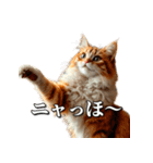 シュールなリアル猫のつぶやき(日常編)（個別スタンプ：2）