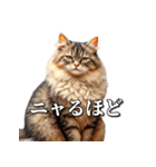 シュールなリアル猫のつぶやき(日常編)（個別スタンプ：15）