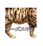 シュールなリアル猫のつぶやき(日常編)（個別スタンプ：16）