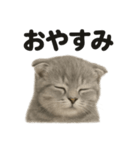 とにかく眠いスコティッシュホールド（個別スタンプ：3）