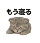 とにかく眠いスコティッシュホールド（個別スタンプ：4）