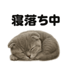 とにかく眠いスコティッシュホールド（個別スタンプ：6）