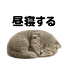 とにかく眠いスコティッシュホールド（個別スタンプ：9）