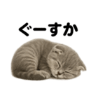 とにかく眠いスコティッシュホールド（個別スタンプ：10）