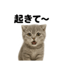 とにかく眠いスコティッシュホールド（個別スタンプ：11）