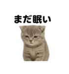 とにかく眠いスコティッシュホールド（個別スタンプ：12）