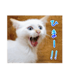 しろちゃんふぁみりー Ver.3（個別スタンプ：1）