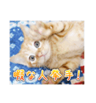 しろちゃんふぁみりー Ver.3（個別スタンプ：2）