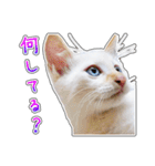 しろちゃんふぁみりー Ver.3（個別スタンプ：3）