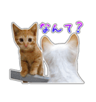 しろちゃんふぁみりー Ver.3（個別スタンプ：4）