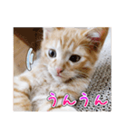 しろちゃんふぁみりー Ver.3（個別スタンプ：6）
