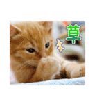しろちゃんふぁみりー Ver.3（個別スタンプ：7）