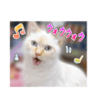 しろちゃんふぁみりー Ver.3（個別スタンプ：9）