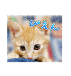 しろちゃんふぁみりー Ver.3（個別スタンプ：10）