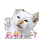 しろちゃんふぁみりー Ver.3（個別スタンプ：11）