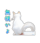しろちゃんふぁみりー Ver.3（個別スタンプ：12）