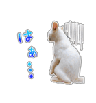 しろちゃんふぁみりー Ver.3（個別スタンプ：13）