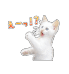 しろちゃんふぁみりー Ver.3（個別スタンプ：14）