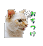 しろちゃんふぁみりー Ver.3（個別スタンプ：16）