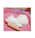 しろちゃんふぁみりー Ver.3（個別スタンプ：18）