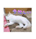 しろちゃんふぁみりー Ver.3（個別スタンプ：19）