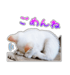 しろちゃんふぁみりー Ver.3（個別スタンプ：20）