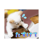 しろちゃんふぁみりー Ver.3（個別スタンプ：23）