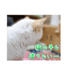 しろちゃんふぁみりー Ver.3（個別スタンプ：24）