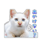 しろちゃんふぁみりー Ver.3（個別スタンプ：26）