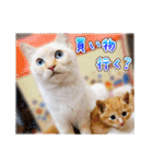 しろちゃんふぁみりー Ver.3（個別スタンプ：27）