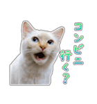 しろちゃんふぁみりー Ver.3（個別スタンプ：28）