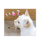 しろちゃんふぁみりー Ver.3（個別スタンプ：29）