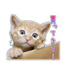 しろちゃんふぁみりー Ver.3（個別スタンプ：31）