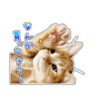 しろちゃんふぁみりー Ver.3（個別スタンプ：32）
