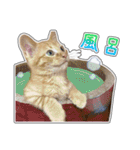 しろちゃんふぁみりー Ver.3（個別スタンプ：33）