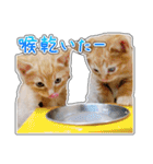 しろちゃんふぁみりー Ver.3（個別スタンプ：34）