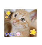 しろちゃんふぁみりー Ver.3（個別スタンプ：36）