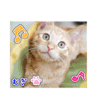 しろちゃんふぁみりー Ver.3（個別スタンプ：37）
