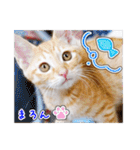 しろちゃんふぁみりー Ver.3（個別スタンプ：38）