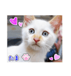 しろちゃんふぁみりー Ver.3（個別スタンプ：39）