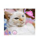 しろちゃんふぁみりー Ver.3（個別スタンプ：40）