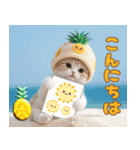 パイナップル帽 可愛いスコティッシュ猫（個別スタンプ：2）