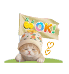 パイナップル帽 可愛いスコティッシュ猫（個別スタンプ：6）