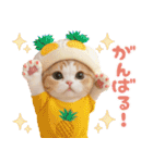パイナップル帽 可愛いスコティッシュ猫（個別スタンプ：13）