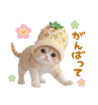 パイナップル帽 可愛いスコティッシュ猫（個別スタンプ：14）