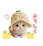 パイナップル帽 可愛いスコティッシュ猫（個別スタンプ：16）