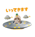 パイナップル帽 可愛いスコティッシュ猫（個別スタンプ：21）