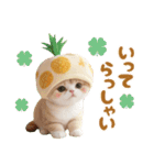 パイナップル帽 可愛いスコティッシュ猫（個別スタンプ：24）